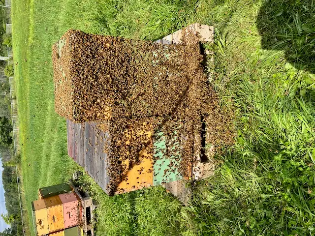Abeilles- nuclei et ruches à vendre