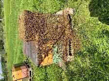 Abeilles- nuclei et ruches à vendre