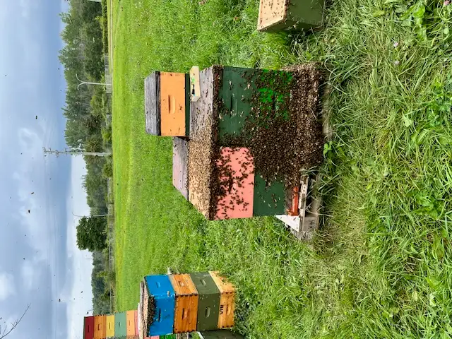 Abeilles- nuclei et ruches à vendre - Photo 2