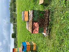 Abeilles- nuclei et ruches à vendre - Photo 2