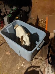 Baby goat for sale