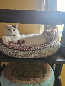 Pension pour chat en milieu familiale