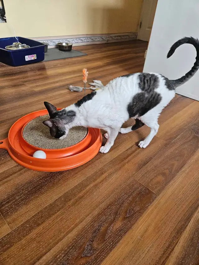 Pension pour chat en milieu familiale - Photo 2
