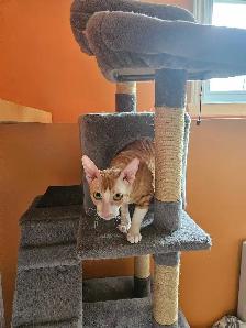 Pension pour chat en milieu familiale - Photo 3