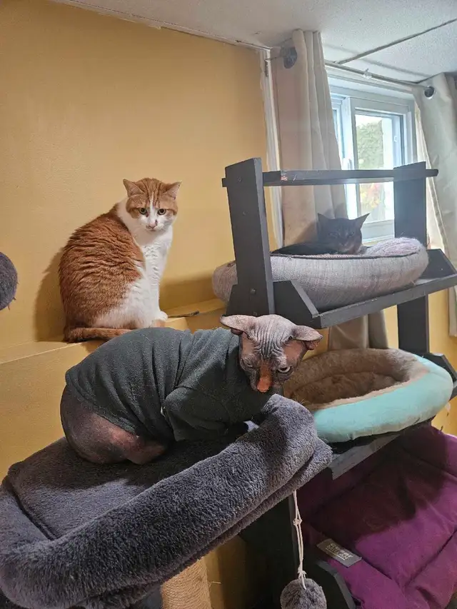 Pension pour chat en milieu familiale - Photo 4