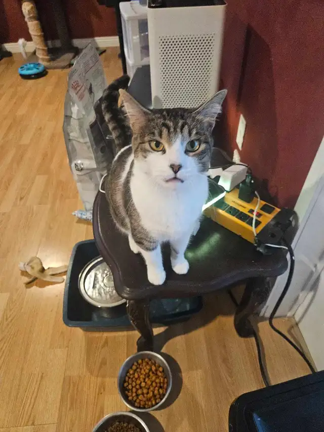 Garderie pour chat en milieu familiale