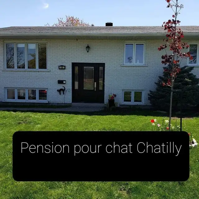 Garderie pour chat en milieu familiale - Photo 4