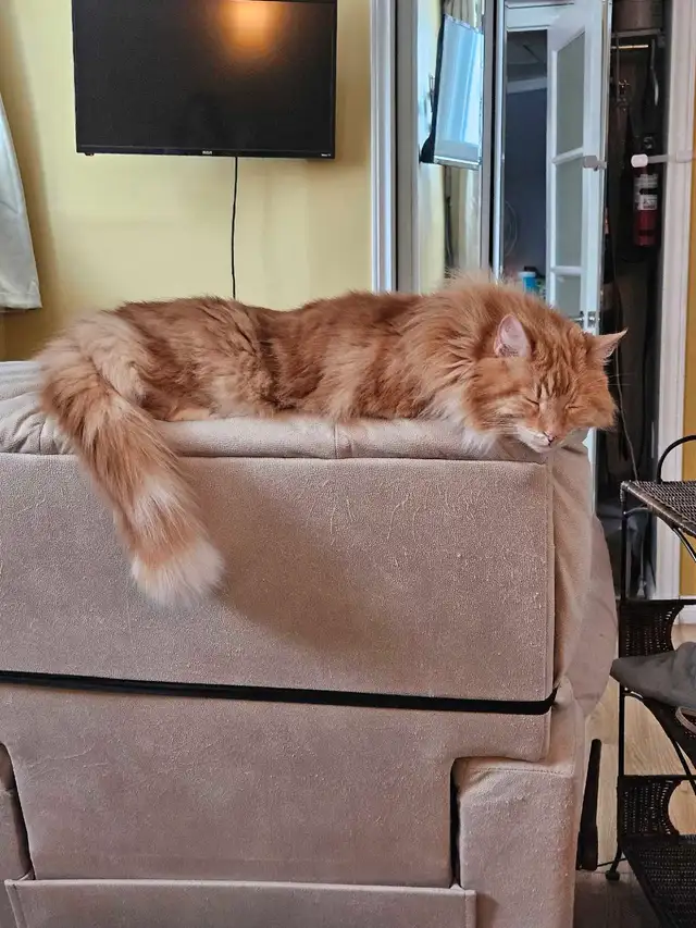 Garderie pour chat en milieu familiale - Photo 6