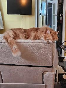 Garderie pour chat en milieu familiale - Photo 6