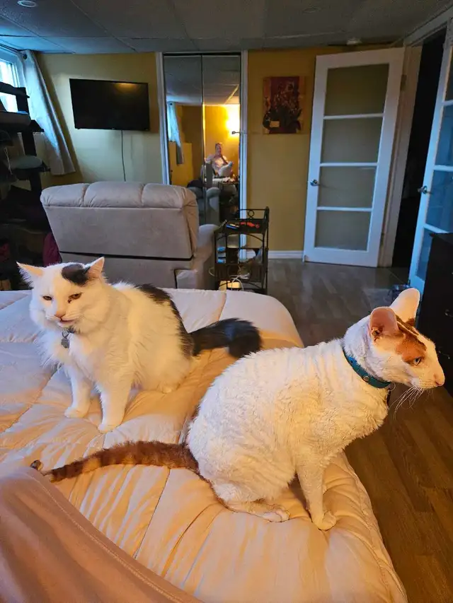 Garderie pour chat en milieu familiale - Photo 7