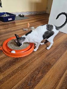 Garderie pour chat en milieu familiale - Photo 8