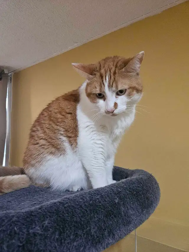 Garderie pour chat en milieu familiale - Photo 10