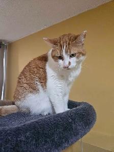 Garderie pour chat en milieu familiale - Photo 10