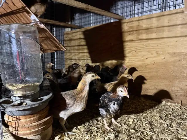 race de poules bendy