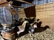 race de poules bendy