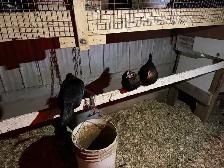 race de poules bendy - Photo 2