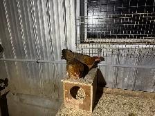 race de poules bendy - Photo 3