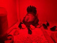race de poules bendy - Photo 4