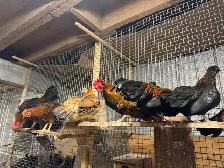 race de poules bendy - Photo 5
