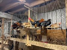 race de poules bendy - Photo 6