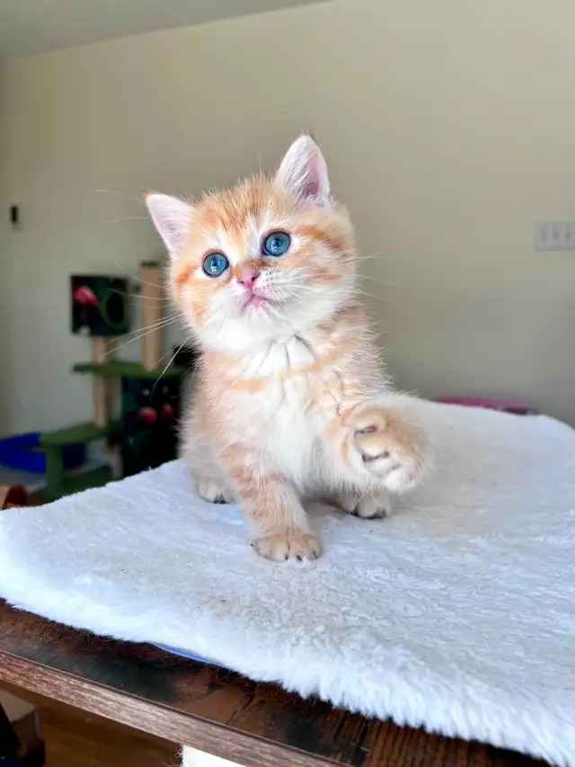 Luxury British Shorthair Kitten / Chocolate Golden Tabby boy - Photo 2