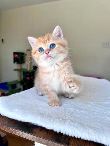 Luxury British Shorthair Kitten / Chocolate Golden Tabby boy - Photo 2