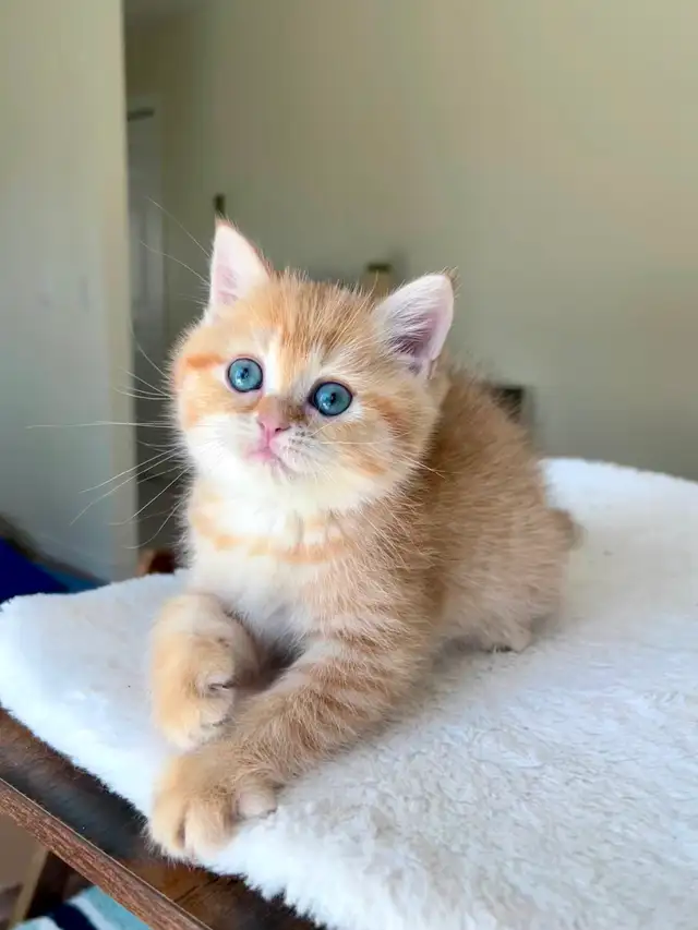 Luxury British Shorthair Kitten / Chocolate Golden Tabby boy - Photo 3