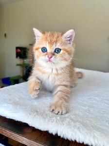 Luxury British Shorthair Kitten / Chocolate Golden Tabby boy - Photo 4