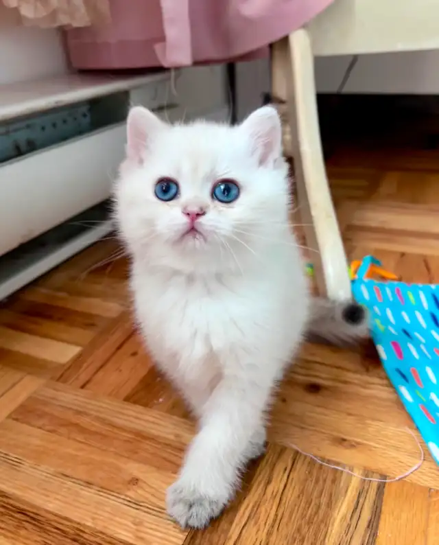 British shorthair Colorpoint kitten with deep vivid blue eyes