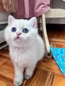 British shorthair Colorpoint kitten with deep vivid blue eyes - Photo 2