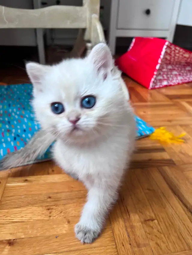 British shorthair Colorpoint kitten with deep vivid blue eyes - Photo 5