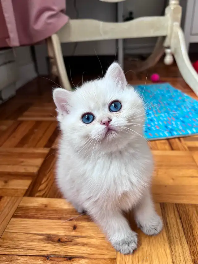 British shorthair Colorpoint kitten with deep vivid blue eyes - Photo 7