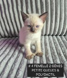 HIGHLANDS LYNX FEMELLE 1 & 2 GÊNES