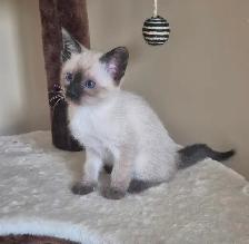 Siamese kittens