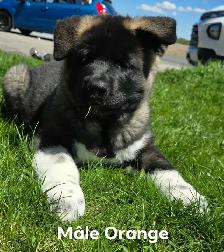 Akita Américain