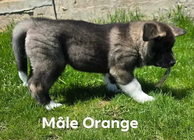 Akita Américain - Photo 2