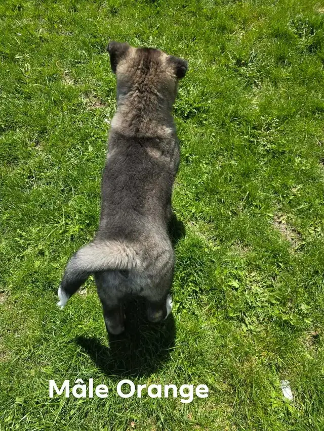 Akita Américain - Photo 3