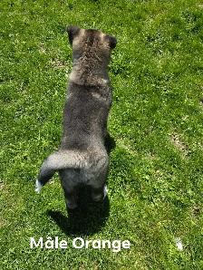 Akita Américain - Photo 3