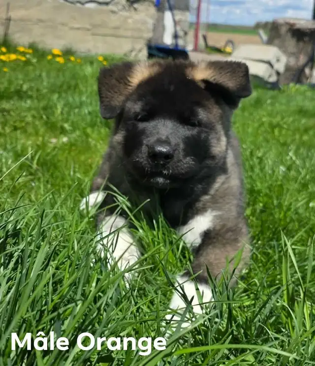Akita Américain - Photo 4