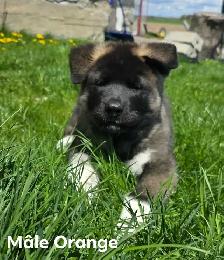 Akita Américain - Photo 4