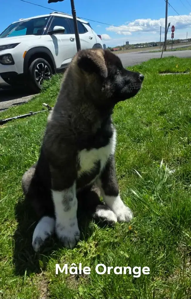 Akita Américain - Photo 5