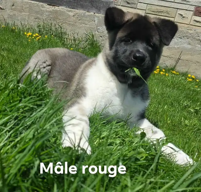 Akita Américain - Photo 6