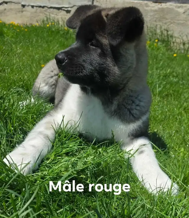 Akita Américain - Photo 7