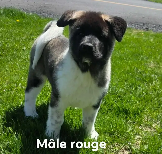 Akita Américain - Photo 8
