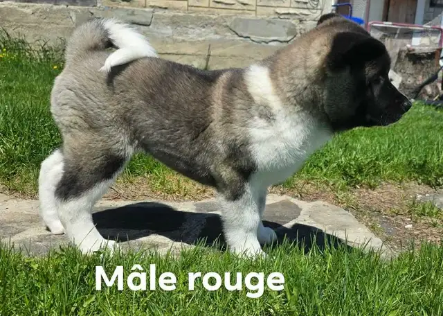 Akita Américain - Photo 9