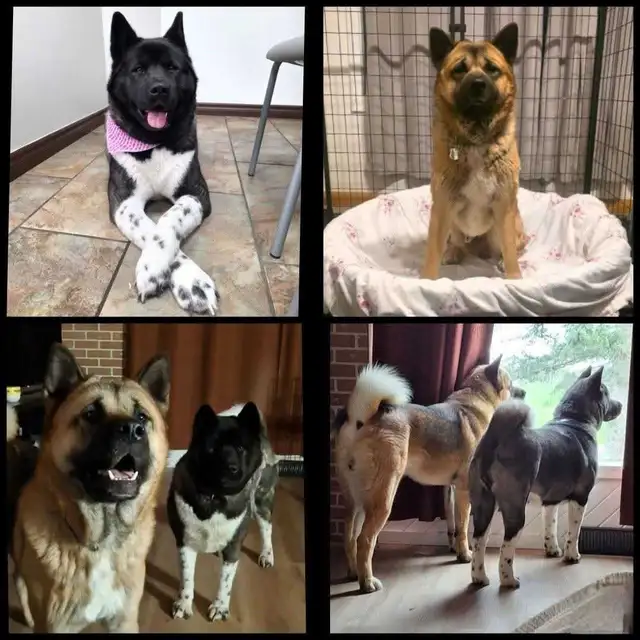 Akita Américain - Photo 10