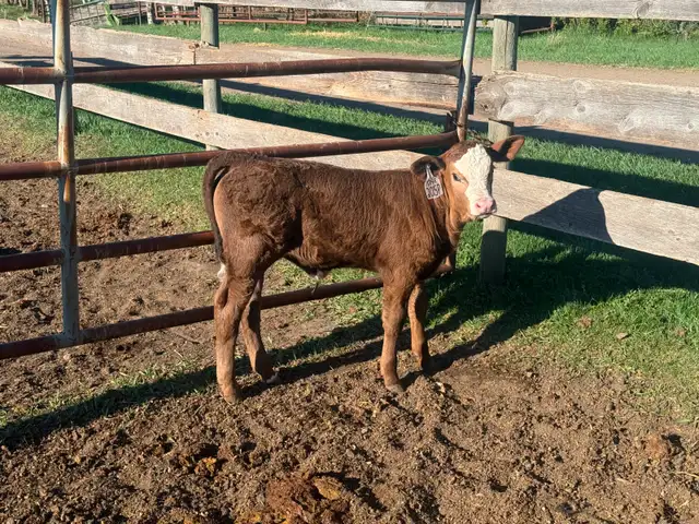 Baby Simmental calf for sale