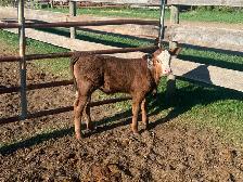 Baby Simmental calf for sale