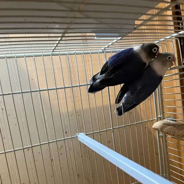 2 Beautiful Female Lovebirds for Sale — 7 Months Old