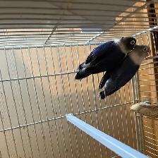 2 Beautiful Female Lovebirds for Sale — 7 Months Old